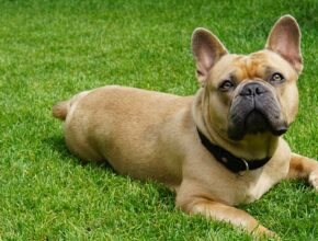 A French Bulldog sitting on a couch, showing its signature bat-like ears and wrinkled face. French Bulldog playing with a chew toy on the grass during a sunny day.