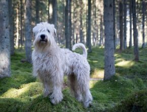 "Soft-Coated Wheaten Terrier standing alert in a mossy forest, showcasing its shaggy cream-colored coat."
