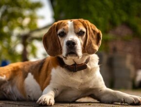 Beagle dog sitting on grass with floppy ears and tri-colored coat, looking attentively at the camera. Adult Beagle on a leash during a walk, sniffing the ground with its nose close to the grass.