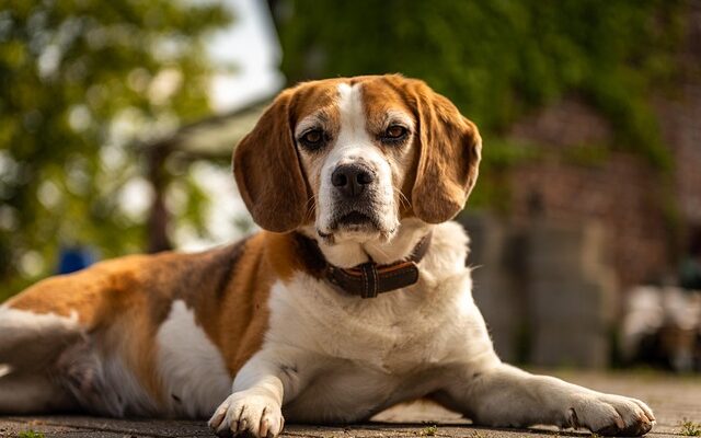 Beagle dog sitting on grass with floppy ears and tri-colored coat, looking attentively at the camera. Adult Beagle on a leash during a walk, sniffing the ground with its nose close to the grass.