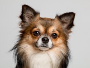 Long-haired Chihuahua with a reddish-brown and white coat lying on a soft surface, looking directly at the camera with alert expression and upright ears.