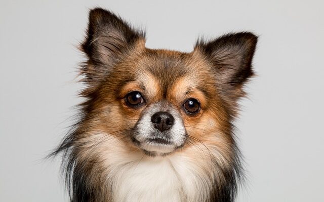 Long-haired Chihuahua with a reddish-brown and white coat lying on a soft surface, looking directly at the camera with alert expression and upright ears.
