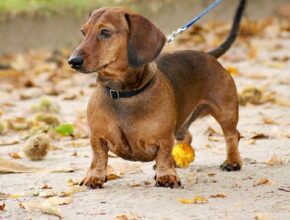 A brown short-haired Dachshund standing alert on a sandy path covered with fallen leaves, wearing a black collar and leash.