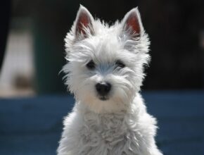 A group of terrier dog breeds including small, medium, and large sizes sitting outdoors, showcasing their diverse coat types and alert, energetic expressions.