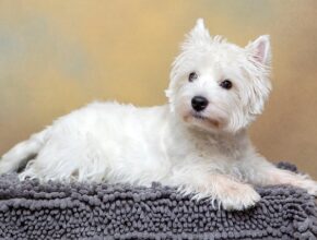 A small white dog with a fluffy coat, possibly a West Highland White Terrier, is lying on a gray textured blanket against a soft beige and yellow gradient background. The dog is looking slightly to the side with a calm expression.