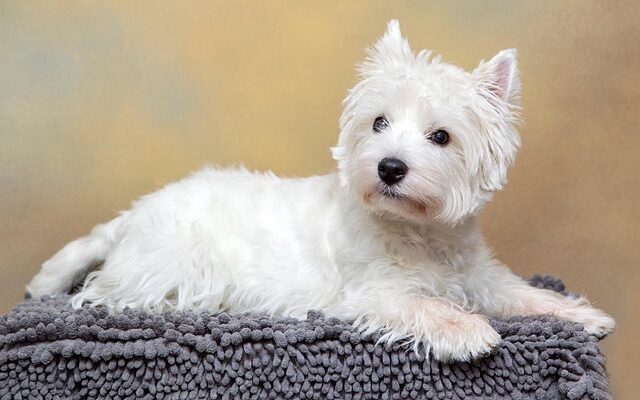 A small white dog with a fluffy coat, possibly a West Highland White Terrier, is lying on a gray textured blanket against a soft beige and yellow gradient background. The dog is looking slightly to the side with a calm expression.