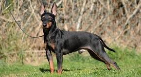 Two English Toy Terriers (Black and Tan) standing on a dirt path surrounded by greenery, with alert expressions, upright ears, and glossy black coats with tan markings.