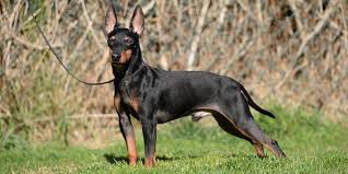 Two English Toy Terriers (Black and Tan) standing on a dirt path surrounded by greenery, with alert expressions, upright ears, and glossy black coats with tan markings.