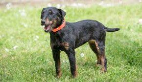 Black and tan Jagdterrier wearing an orange collar standing alertly on green grass with small white flowers scattered around.