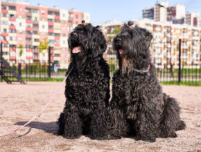 "Black Russian Terrier standing alert on grass, showcasing its thick black coat and strong, muscular build"