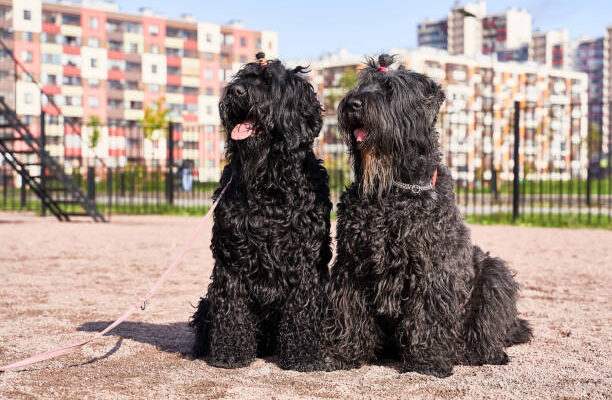 "Black Russian Terrier standing alert on grass, showcasing its thick black coat and strong, muscular build"