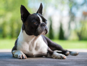 Boston Terrier lying down on a wooden surface outdoors, looking alert with ears perked up, with a blurred green background of trees and grass.