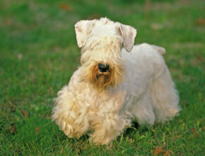 A happy Sealyham Terrier with a long, white coat and brown markings on its ear walks on green grass covered with autumn leaves, tongue out and tail up.