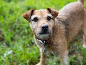 A curious Patterdale Terrier with a sleek black coat stares into the camera, ears perked and eyes full of energy, standing proudly on a grassy trail.