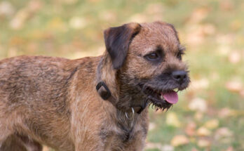 Border Terrier standing alert in a grassy field