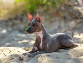 An American Hairless Terrier standing confidently on a sunny patio, showing off its smooth, spot-patterned skin and alert expression.