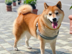 Majestic Akita dog with a thick double coat and curled tail standing alert in a natural outdoor setting. Strong and muscular Akita standing watchfully near a home entrance, displaying protective instincts.