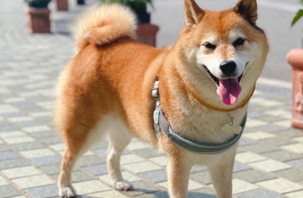 Majestic Akita dog with a thick double coat and curled tail standing alert in a natural outdoor setting. Strong and muscular Akita standing watchfully near a home entrance, displaying protective instincts.