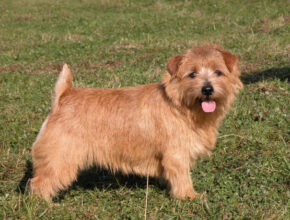 Norfolk Terrier standing alert on green grass, showing its wiry red coat and drop ears Norfolk Terrier puppy sitting on a blanket, looking curious with bright eyes and a compact build