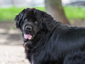 A Saint Bernard dog with a thick, white and reddish-brown coat walking on green grass, looking to the left with its tongue hanging out.