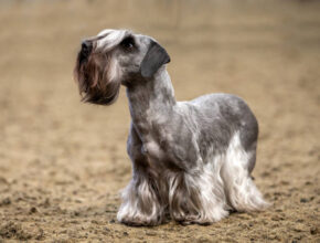 Cesky Terrier standing on grass, showing its long, silky gray-blue coat and short legs Close-up of a Cesky Terrier’s wavy coat and expressive eyes