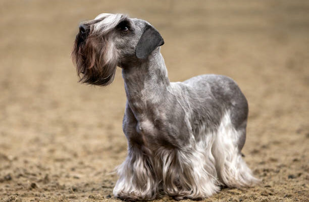 Cesky Terrier standing on grass, showing its long, silky gray-blue coat and short legs Close-up of a Cesky Terrier’s wavy coat and expressive eyes