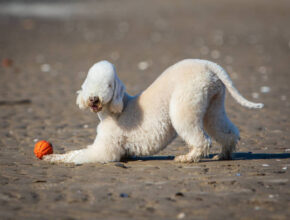 Bedlington Terrier standing alert on grass, showcasing its lamb-like curly coat and arched back. Energetic Bedlington Terrier running in a park, displaying its athletic build and woolly coat.