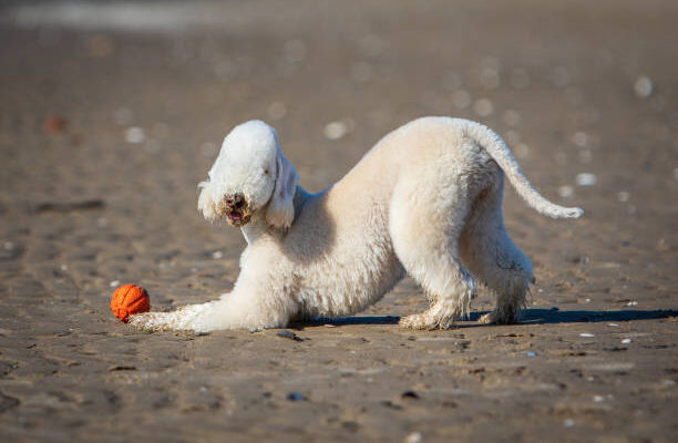 Bedlington Terrier standing alert on grass, showcasing its lamb-like curly coat and arched back. Energetic Bedlington Terrier running in a park, displaying its athletic build and woolly coat.