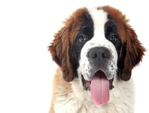 Saint Bernard dog lying on grass with a stick in its paws, tongue out and looking content, in an outdoor setting with patchy sunlight and dry grass.