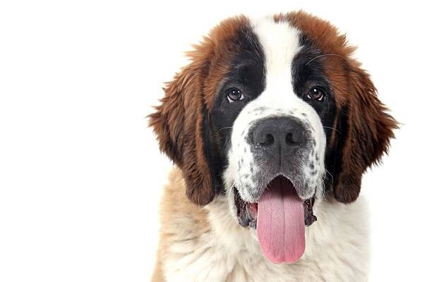 Saint Bernard dog lying on grass with a stick in its paws, tongue out and looking content, in an outdoor setting with patchy sunlight and dry grass.