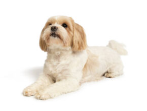 A charming Maltese dog with a flowing white coat sitting gracefully on a plush cushion, showcasing its elegant and affectionate nature."
