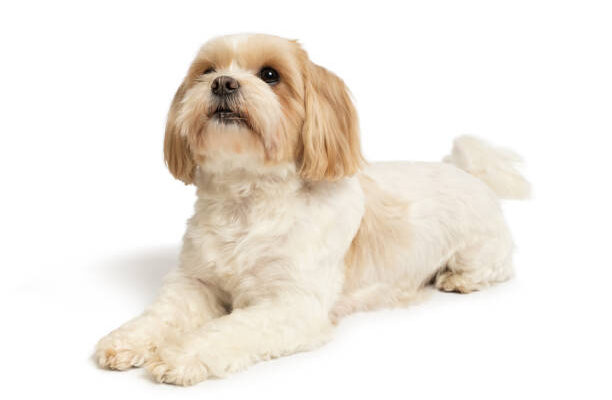 A charming Maltese dog with a flowing white coat sitting gracefully on a plush cushion, showcasing its elegant and affectionate nature."