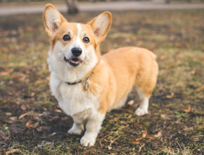 A happy Pembroke Welsh Corgi standing on a patch of grass and dirt in a park. The dog has a tan and white coat, upright ears, and is looking directly at the camera with a friendly expression.