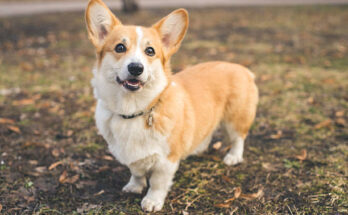 A happy Pembroke Welsh Corgi standing on a patch of grass and dirt in a park. The dog has a tan and white coat, upright ears, and is looking directly at the camera with a friendly expression.