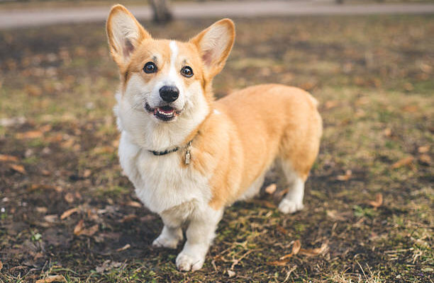 A happy Pembroke Welsh Corgi standing on a patch of grass and dirt in a park. The dog has a tan and white coat, upright ears, and is looking directly at the camera with a friendly expression.