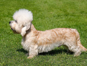 A Dandie Dinmont Terrier standing on green grass, shown in profile. The dog has a long body, short legs, a fluffy white topknot, and a silky tan and white coat.