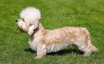 A Dandie Dinmont Terrier standing on green grass, shown in profile. The dog has a long body, short legs, a fluffy white topknot, and a silky tan and white coat.