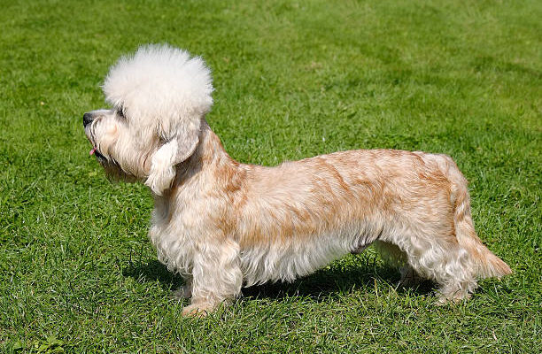 A Dandie Dinmont Terrier standing on green grass, shown in profile. The dog has a long body, short legs, a fluffy white topknot, and a silky tan and white coat.
