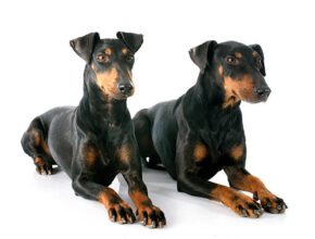 Two Manchester Terriers with sleek black and tan coats lying side by side on a white background, facing forward with alert expressions and erect ears.
