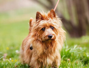 Australian Terrier standing on green grass with a leash, looking attentively at the camera. The dog has a reddish-brown, shaggy coat and upright ears, with a blurred natural background.