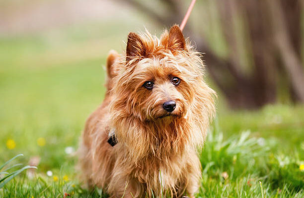 Australian Terrier standing on green grass with a leash, looking attentively at the camera. The dog has a reddish-brown, shaggy coat and upright ears, with a blurred natural background.