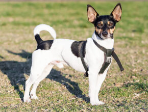 Rat Terrier standing alert in a grassy backyard, showcasing its muscular build and smooth coat. Rat Terrier puppy playing with a chew toy on a living room floor, looking curious and energetic.