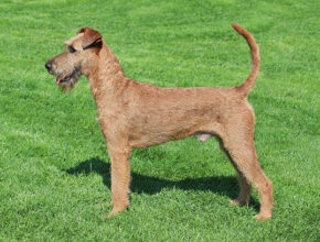 Irish Terrier standing alert on a green lawn, showcasing its wiry red coat, erect tail, and distinctive facial features in a side profile.