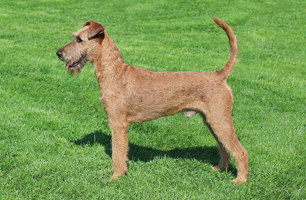 Irish Terrier standing alert on a green lawn, showcasing its wiry red coat, erect tail, and distinctive facial features in a side profile.