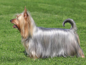 Australian Silky Terrier sitting alertly on grass with its silky blue and tan coat shimmering in the sunlight.