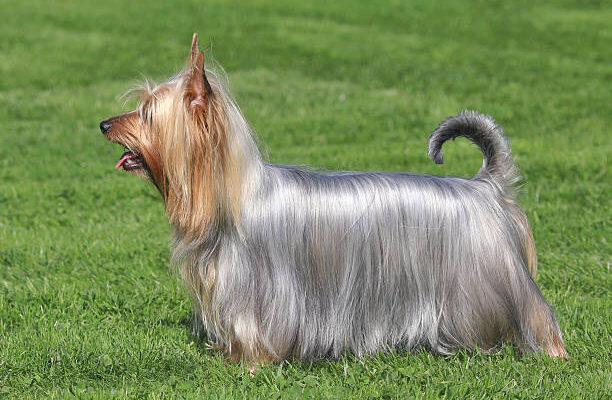 Australian Silky Terrier sitting alertly on grass with its silky blue and tan coat shimmering in the sunlight.
