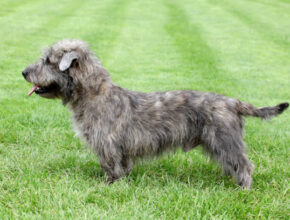 "A sturdy Glen of Imaal Terrier standing alert in a grassy field, showcasing its rough coat, short legs, and calm yet determined expression, embodying its Irish working-dog roots."