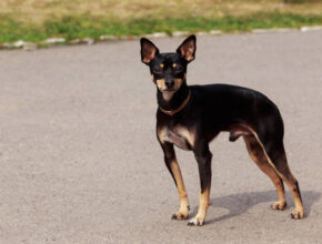 Toy Manchester Terrier standing alert on a paved surface, with a sleek black and tan coat, pointed ears, and a lean, muscular build.