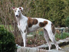 A slender Whippet dog with a white coat and large brown patches stands alertly on a garden path surrounded by shrubs and bare branches.