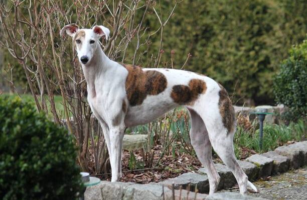 A slender Whippet dog with a white coat and large brown patches stands alertly on a garden path surrounded by shrubs and bare branches.